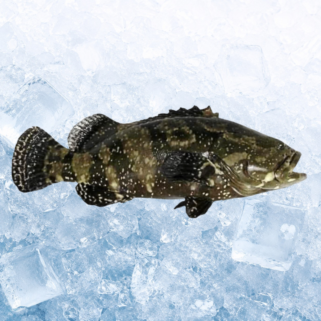 龙虎斑 Fresh Dragon Grouper