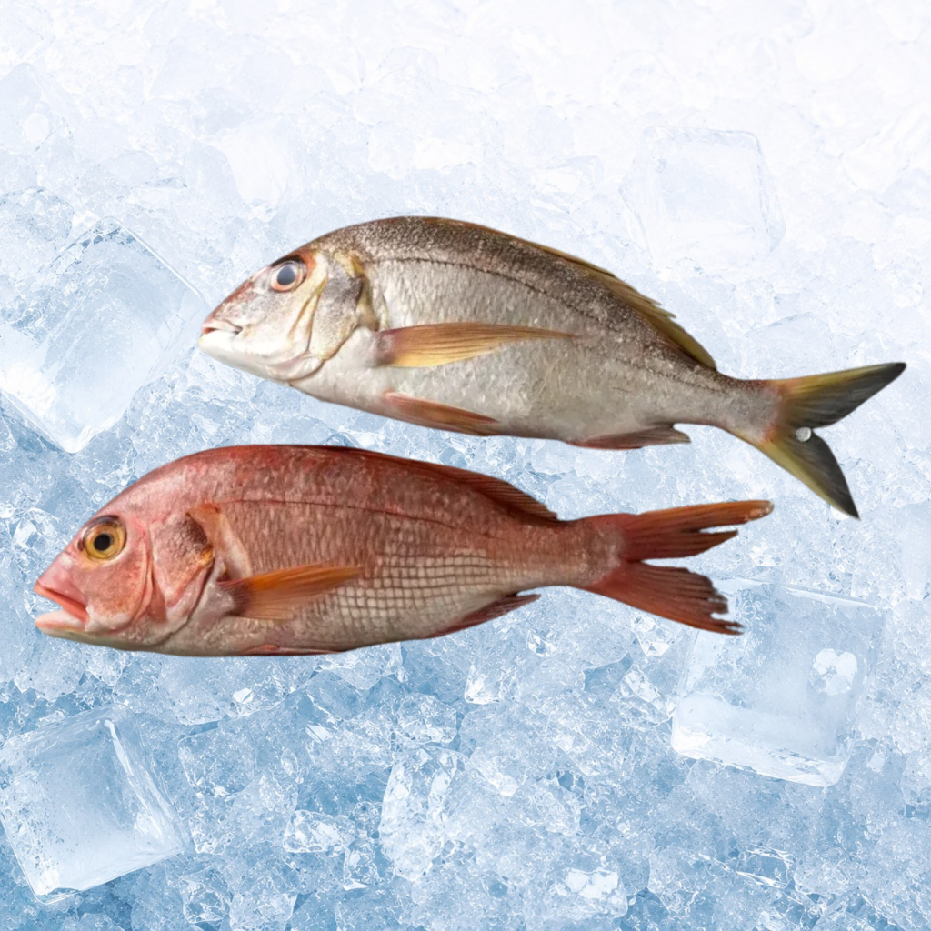 红鱼 Red Snapper
