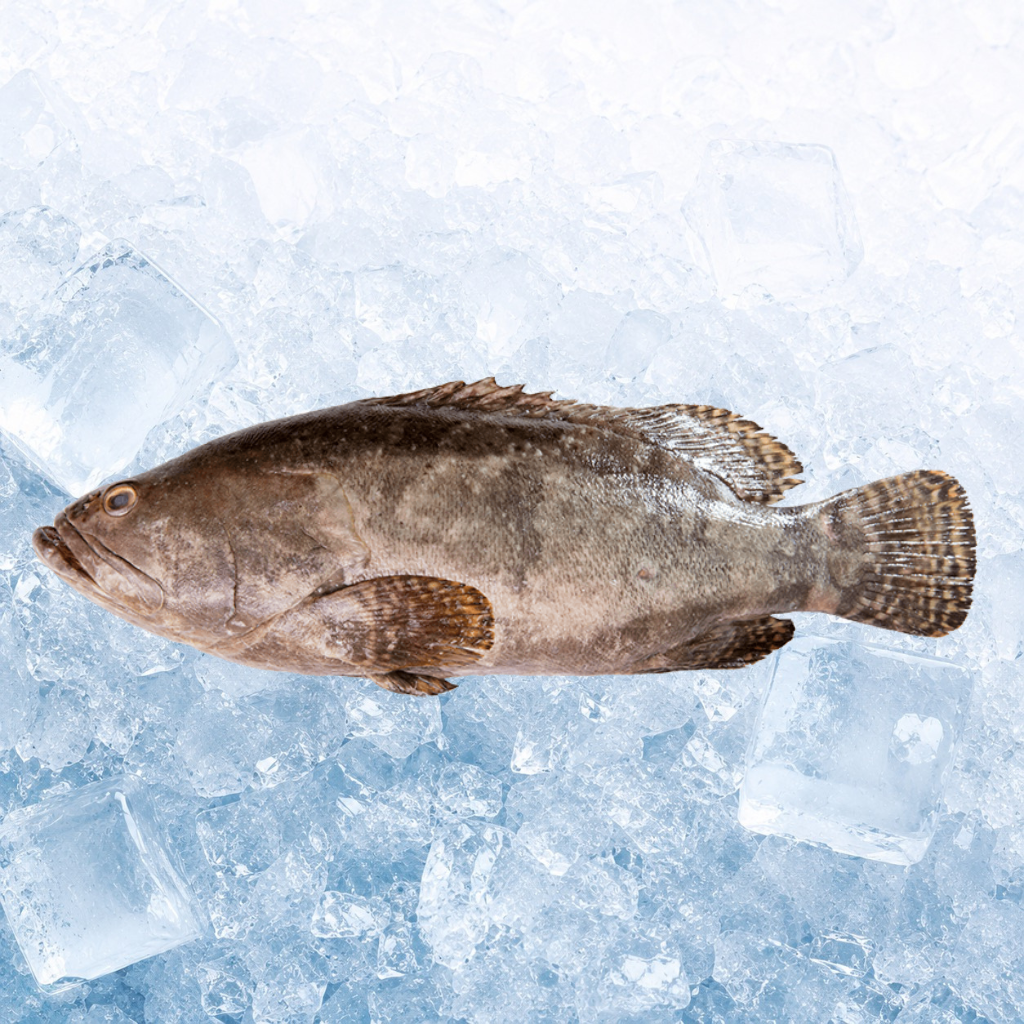 石斑 Grouper 