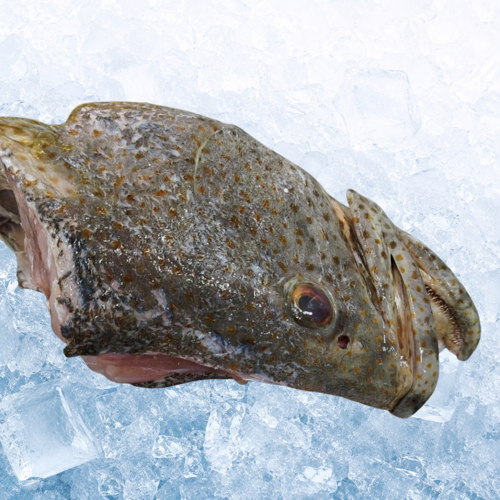 石斑鱼头 Grouper Head