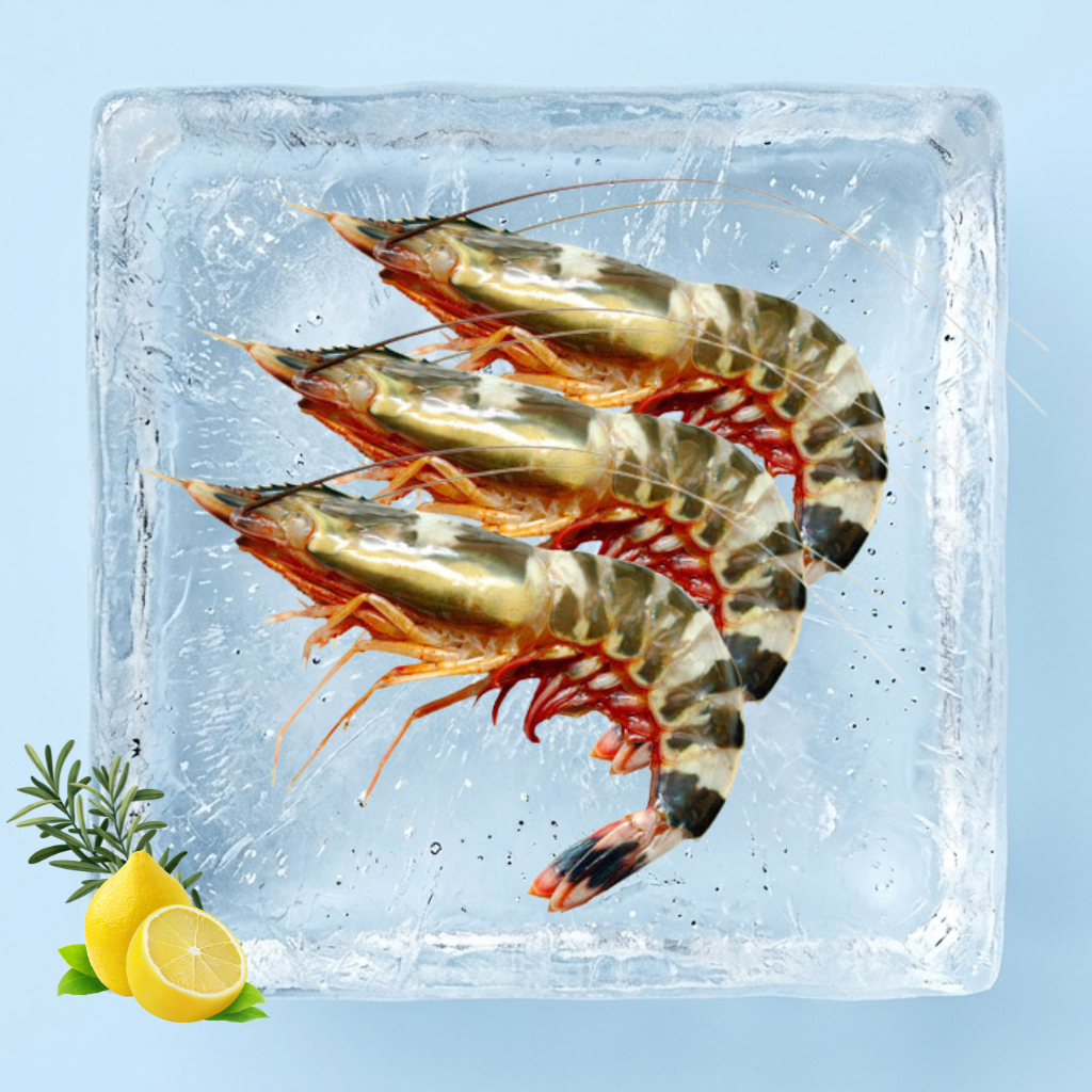 Big Flower Shrimp | 九节虾