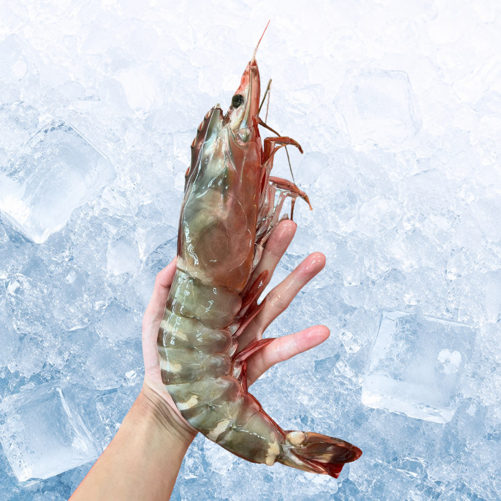 XXL Sea Tiger Prawn 200-250G (Pre Order)