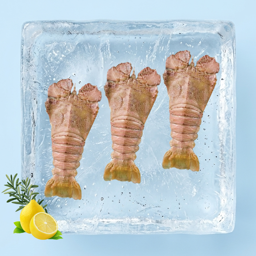 虾婆 Slipper Lobster (Udang Kipas)